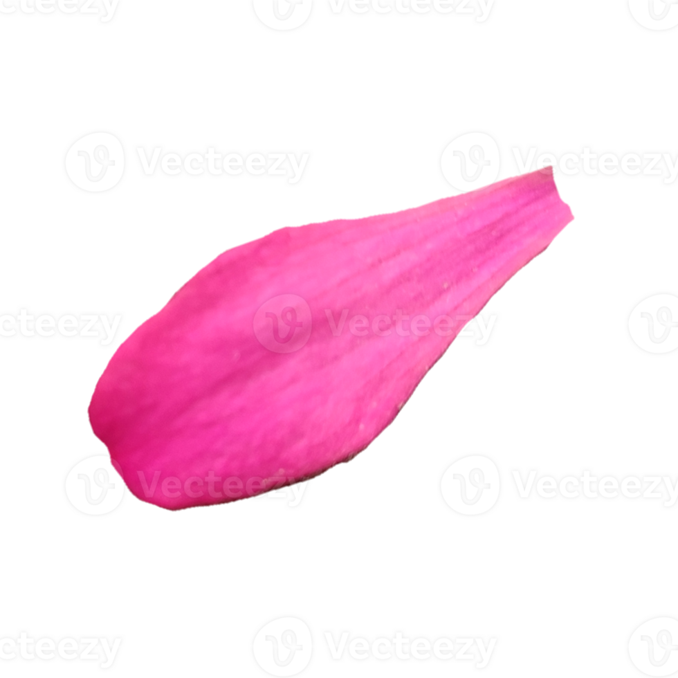 Pink flower petals png