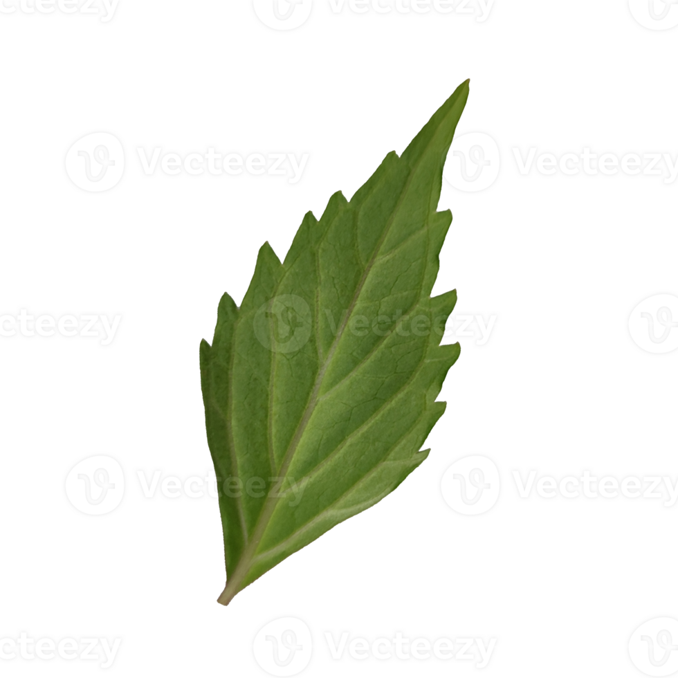 Green Leaf elements without background png