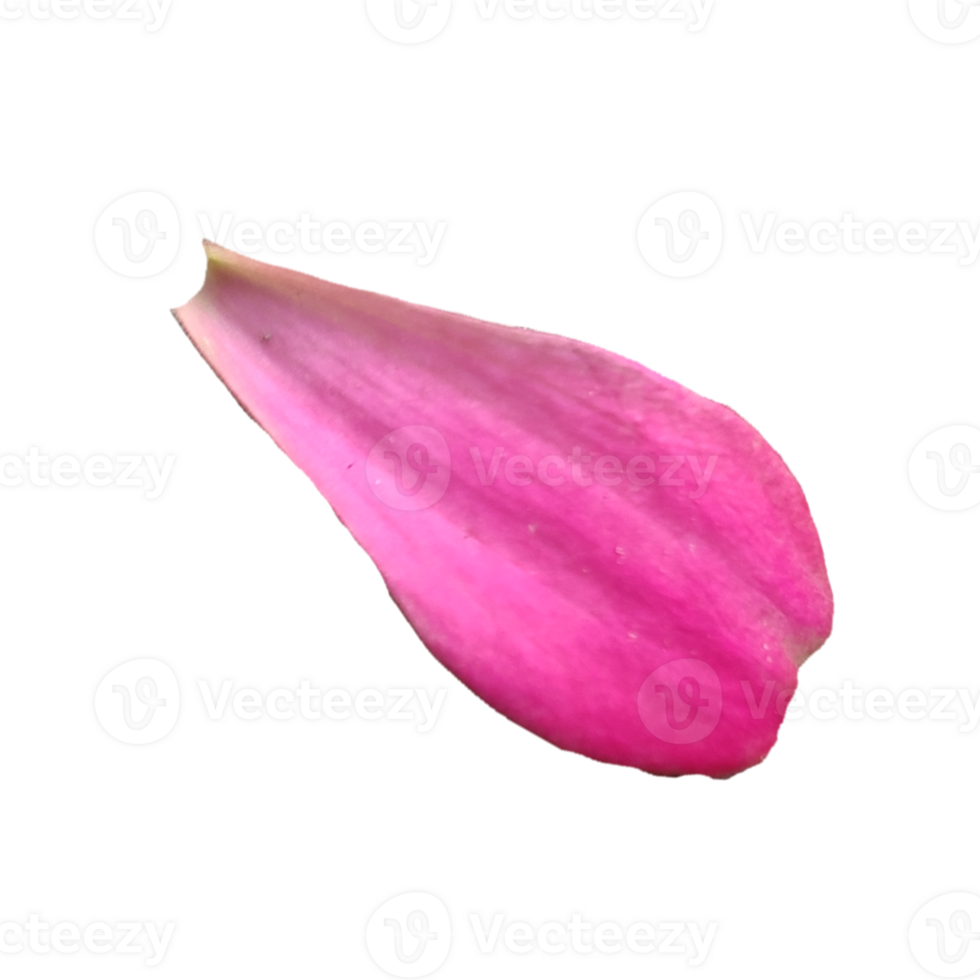 Pink flower petals png