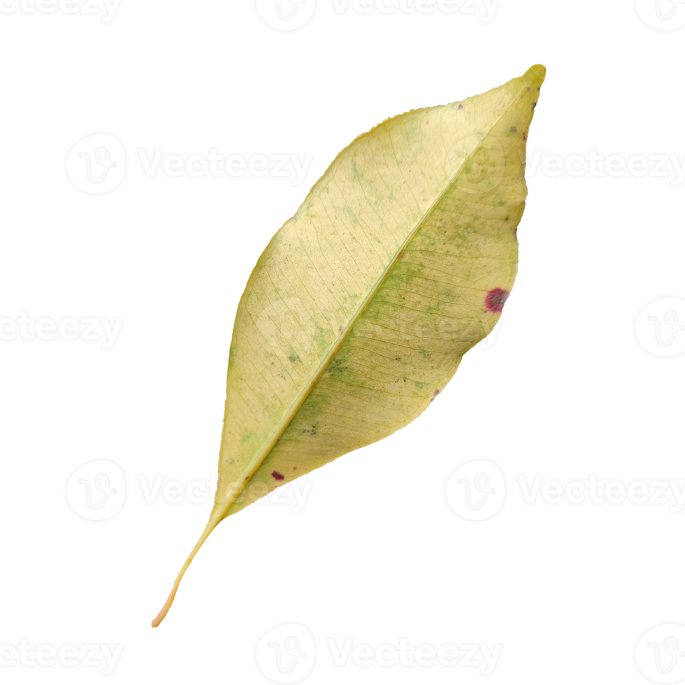 vieux feuille éléments transparent Contexte png