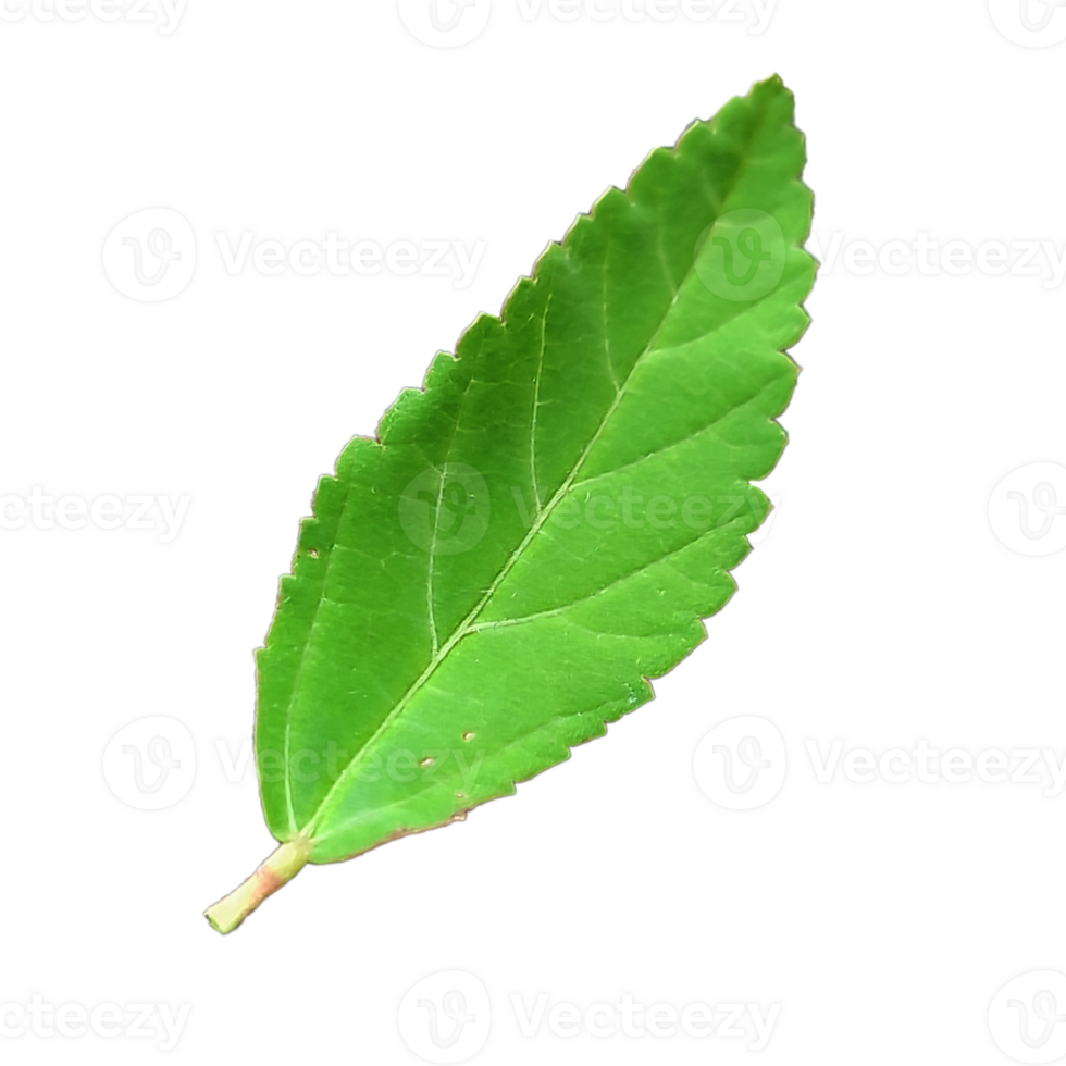 Green Leaf elements without background png