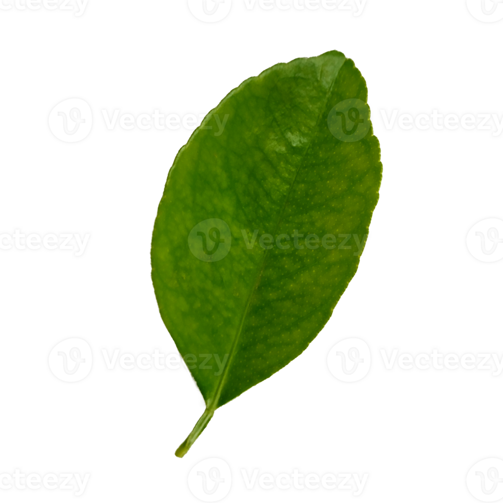 Green Leaf elements without background png
