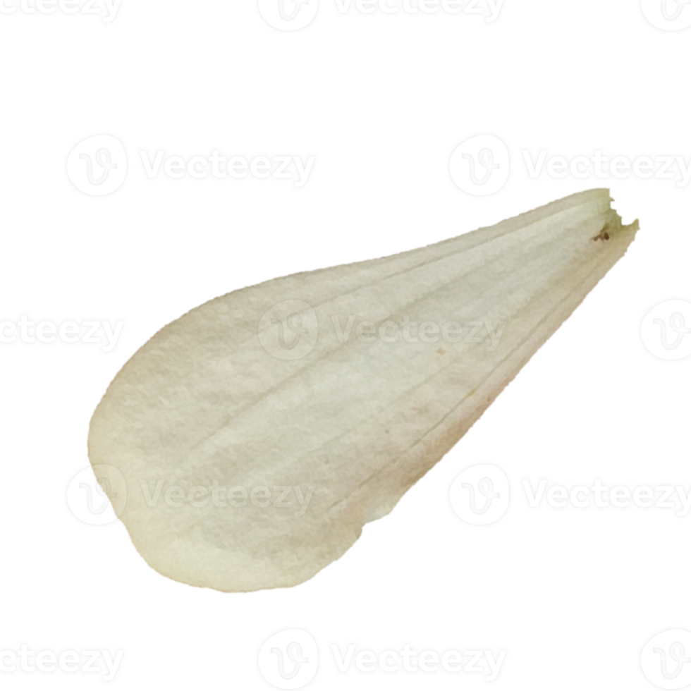 White flower petals png