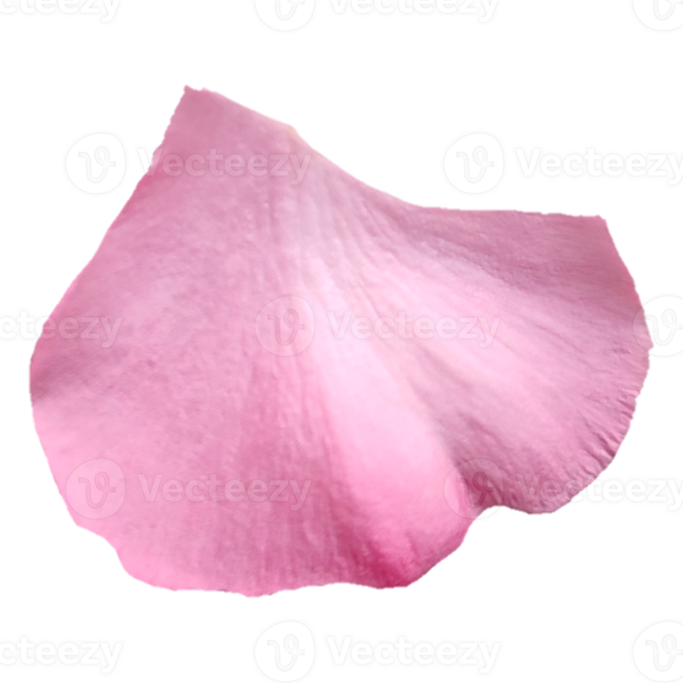petali di fiori rosa png