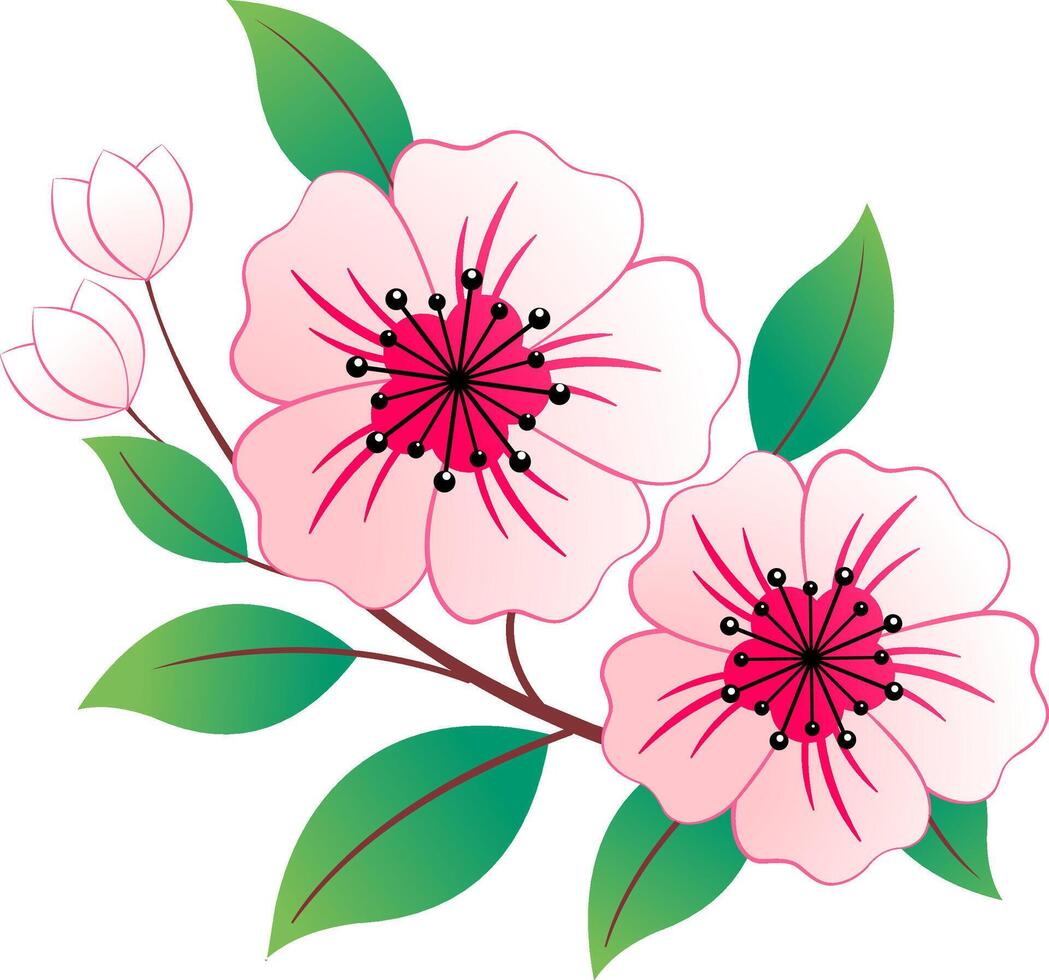 Pink flowers isolated. These are sakura blossoms on a transparent background vector