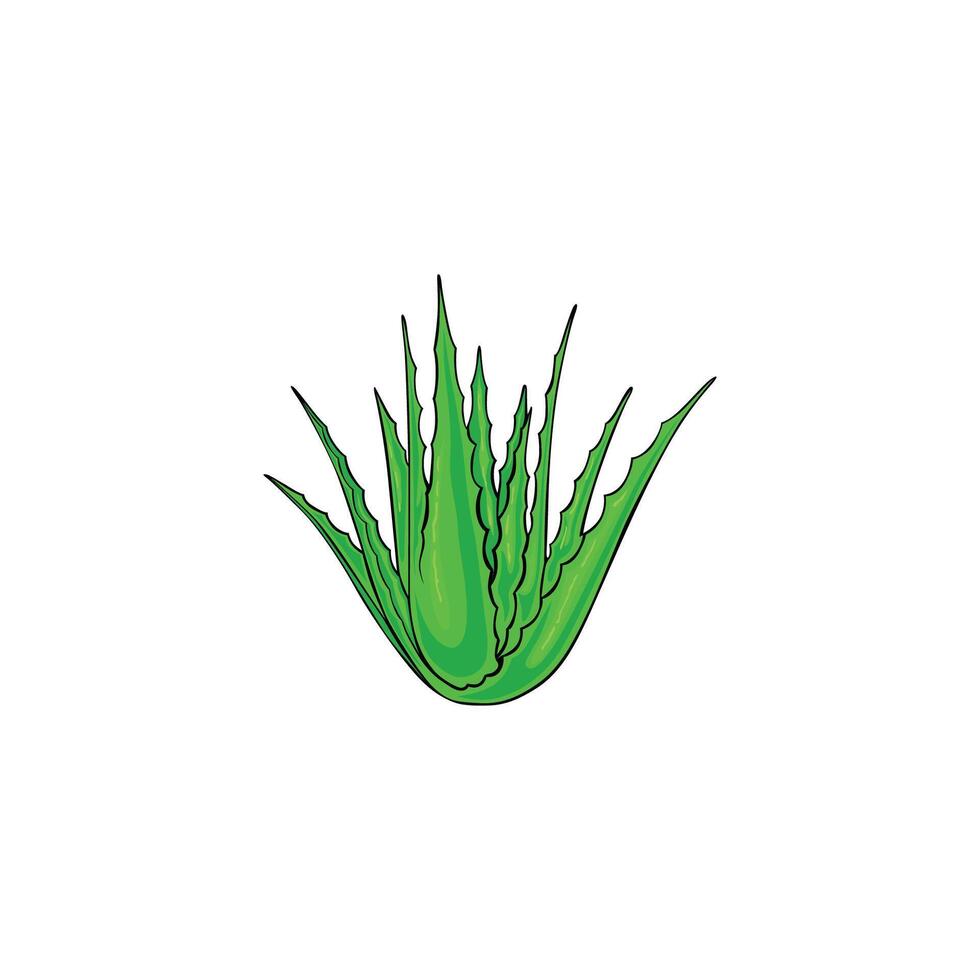 vector illustration aloevera