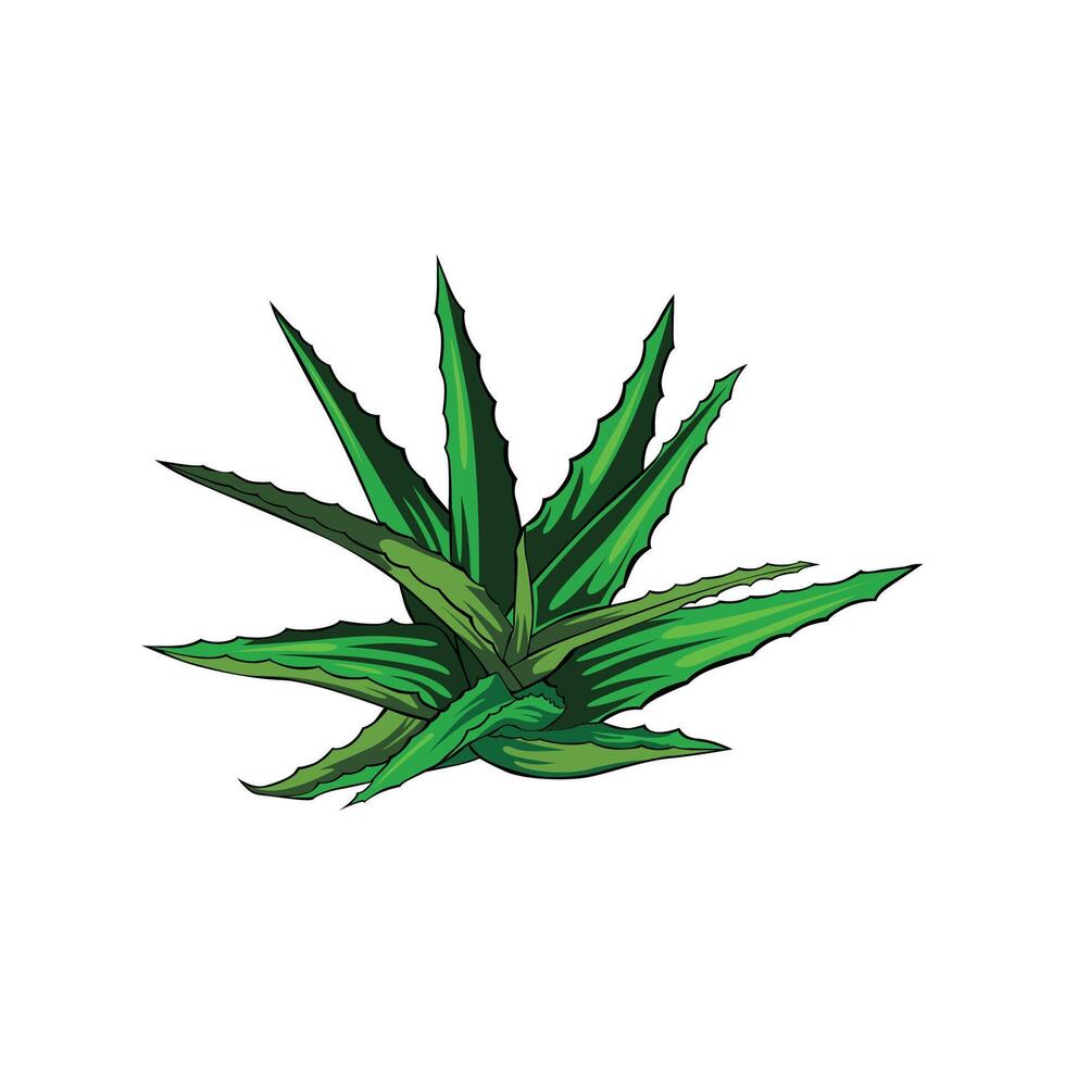 vector illustration aloevera