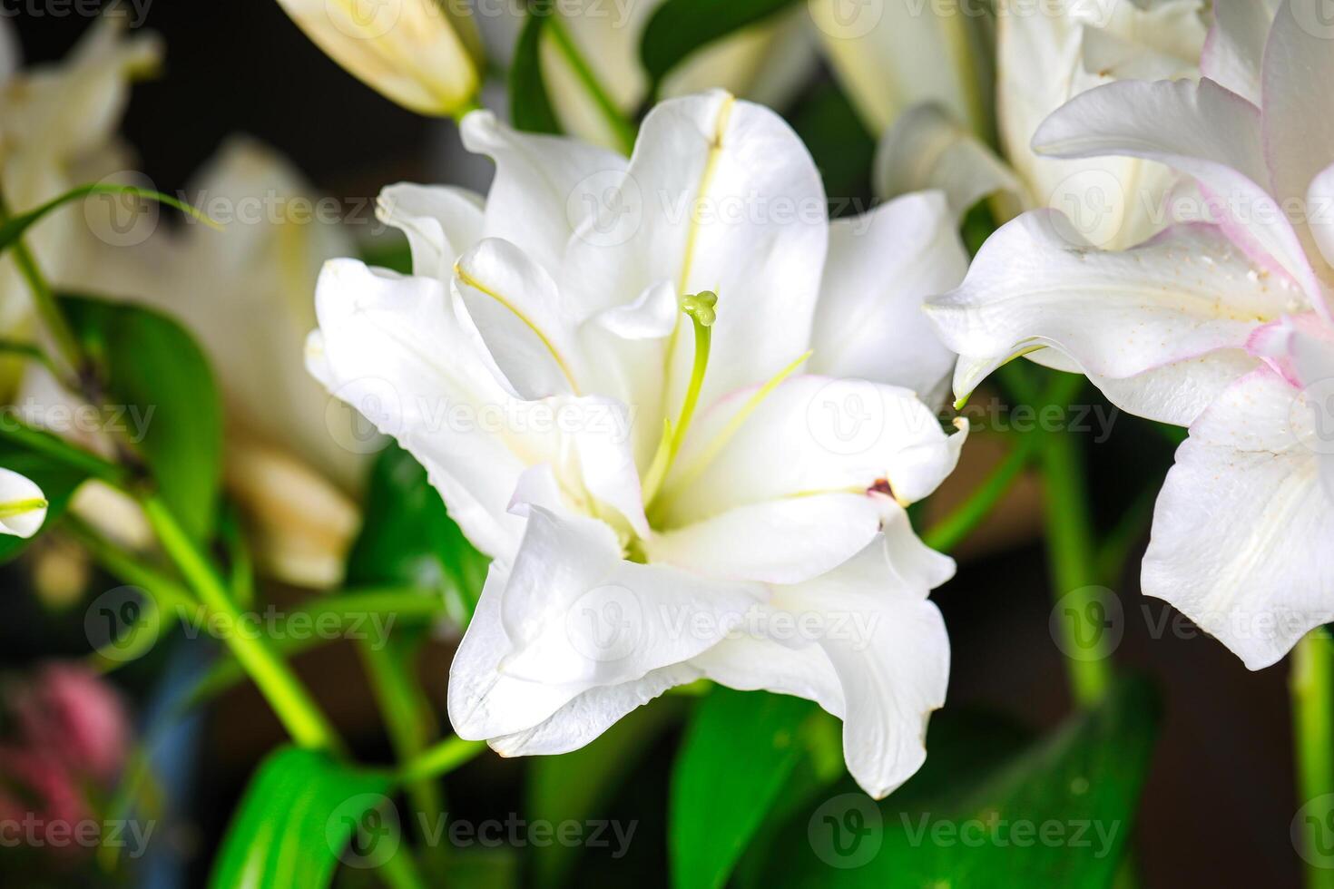 Vase of White Flowers on Table photo