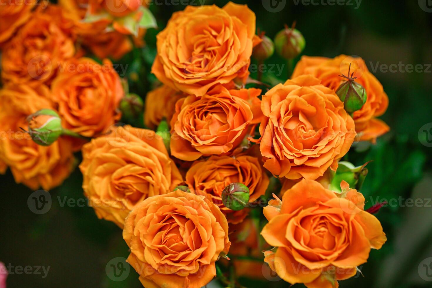 Vibrant Orange Roses in Vase photo