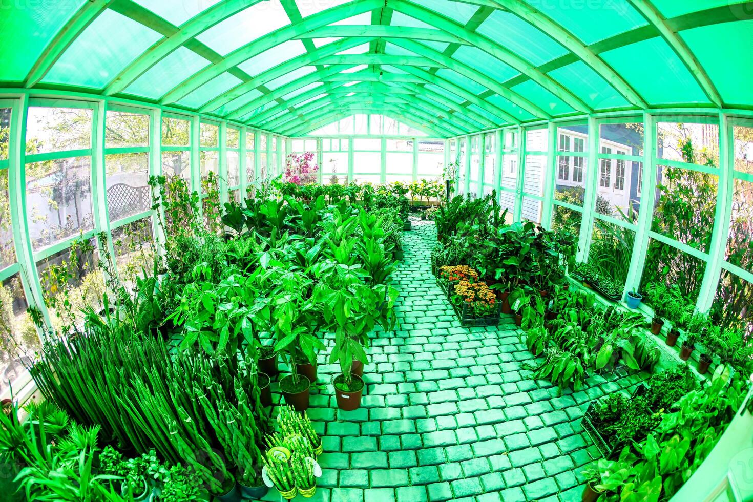 Lush Greenhouse Filled With Plants photo