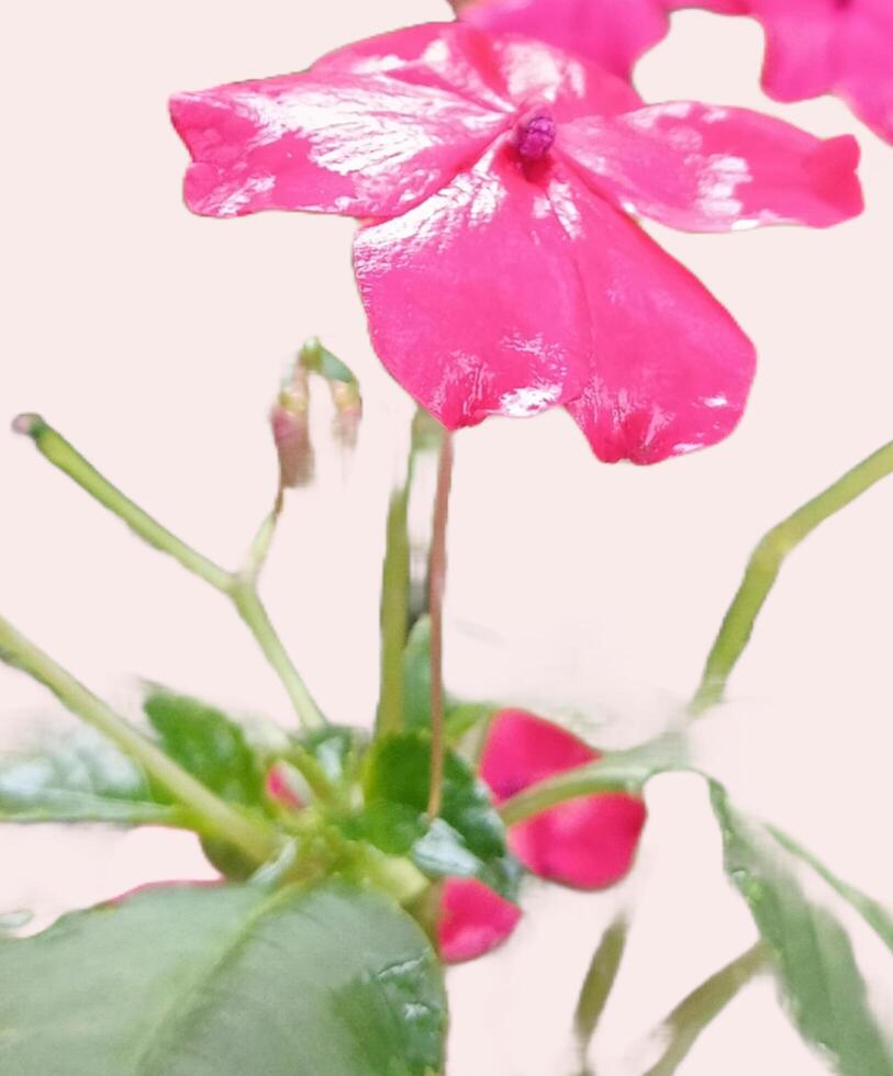 un hermoso rosado flor después lluvioso foto