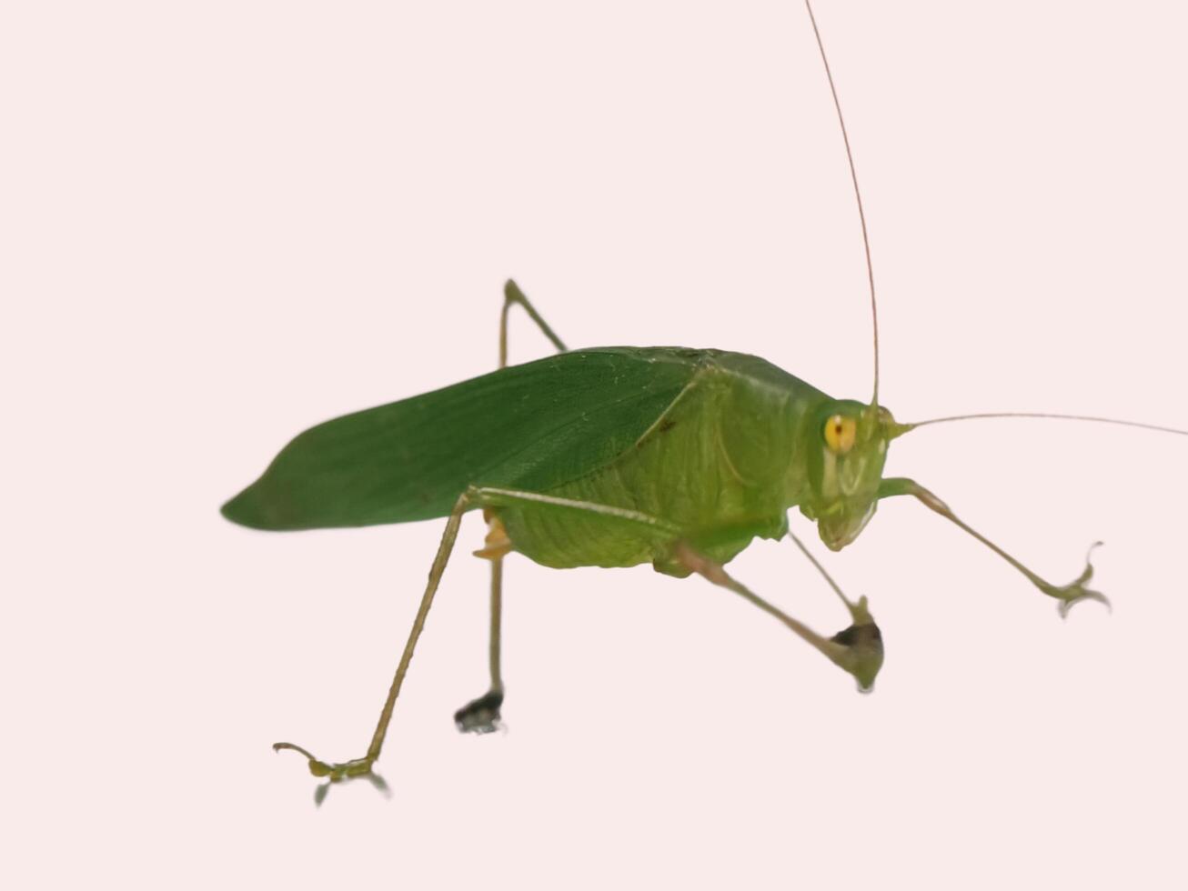 close view of green grasshopper photo