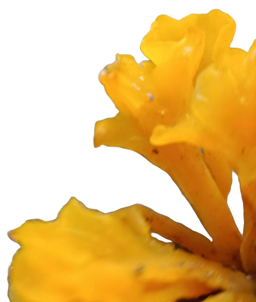 a yellow mushroom photo