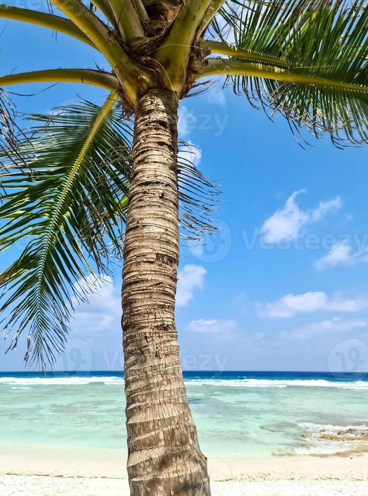 View through palm trees to a dream beach in the Maldives with the turquoise blue waters of the ocean. photo