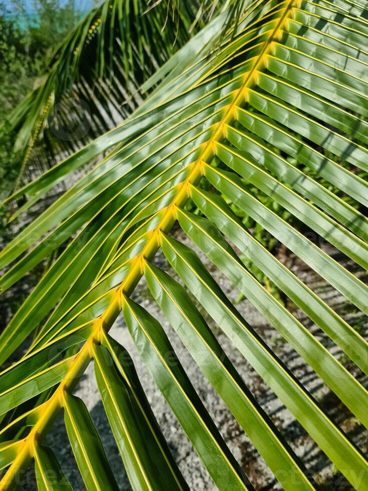 Close up of deep green palm leaves in the sun. photo