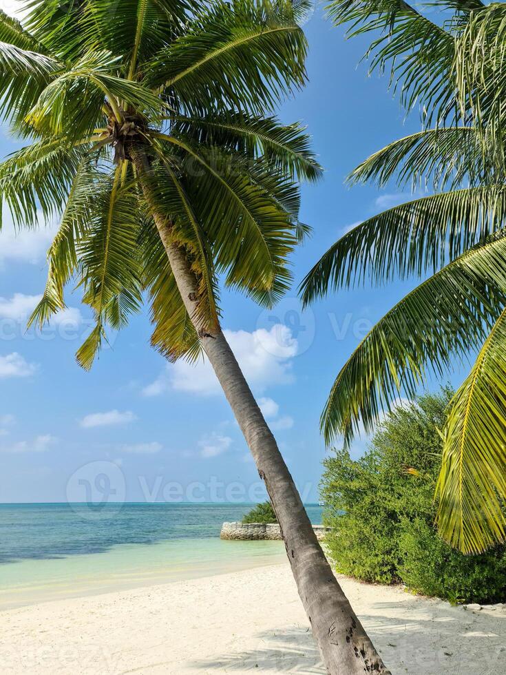 View through palm trees to a dream beach in the Maldives with the turquoise blue waters of the ocean. photo