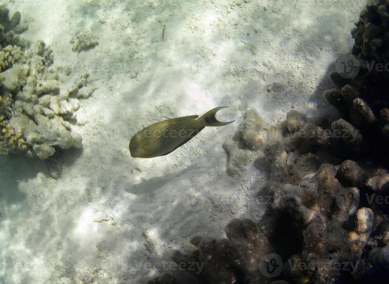 Underwater photo of pale corals with fish at the Maldives.