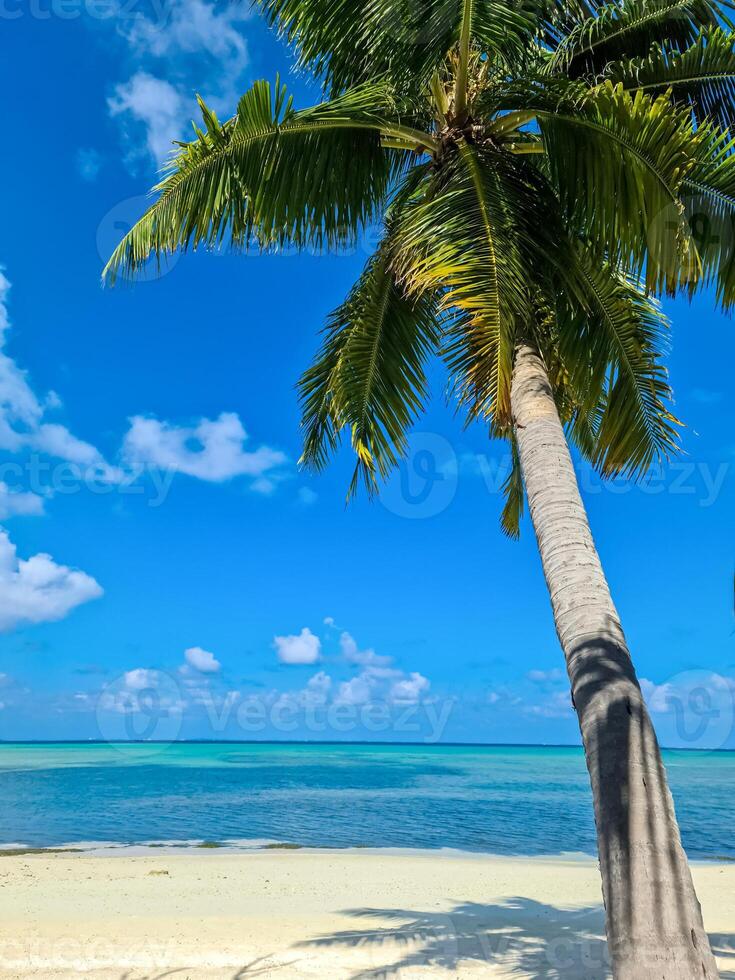 View through palm trees to a dream beach in the Maldives with the turquoise blue waters of the ocean. photo