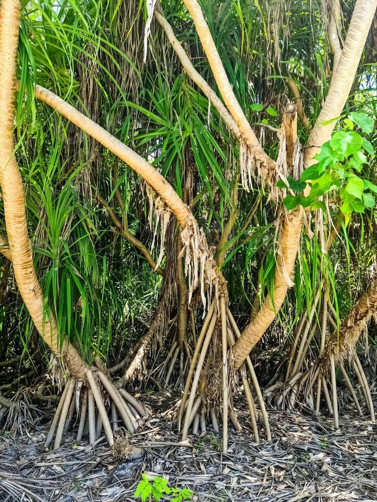 Mangrove trees among palm trees in the tropical Maldives. photo