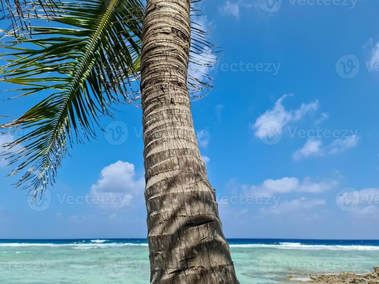 Palm trees on the beautiful beaches of the Indian Ocean in the Maldives. photo