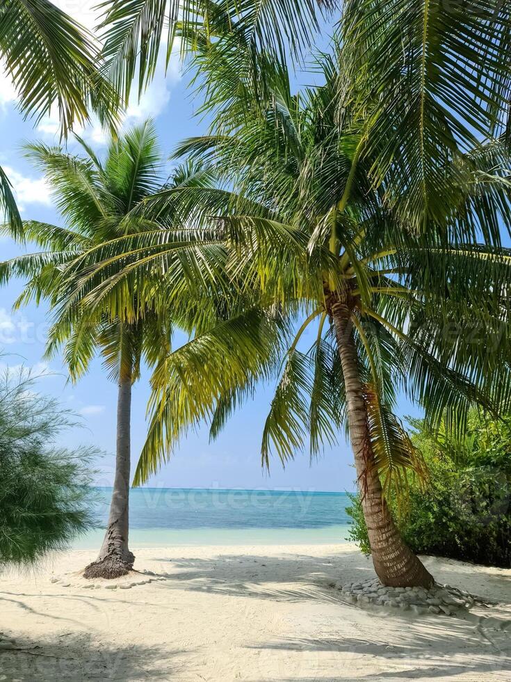 Palm trees on the beautiful beaches of the Indian Ocean in the Maldives. photo