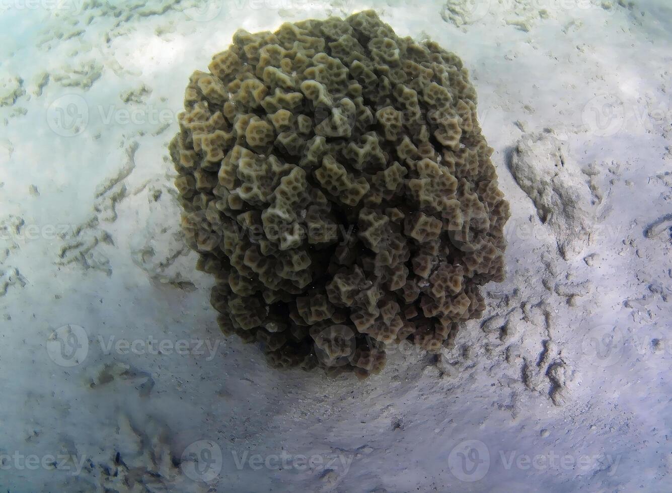 submarino foto de pálido corales con pescado a el Maldivas.