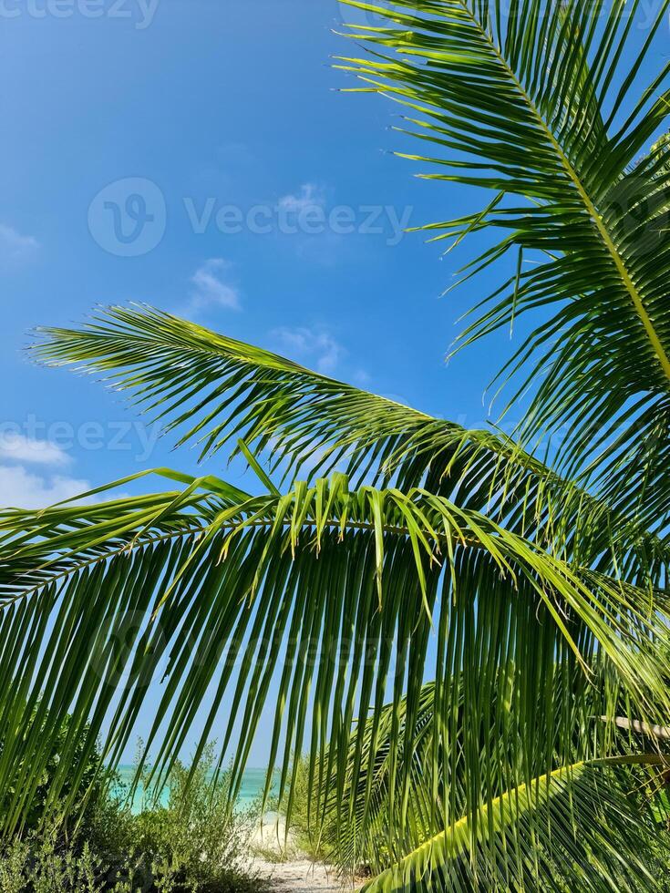 Tropical palm trees against the deep blue sky of the Maldives. photo