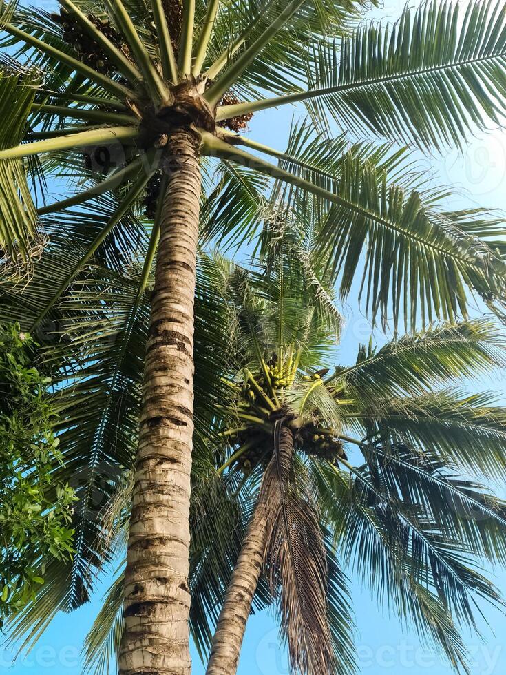 tropical palma arboles en contra el profundo azul cielo de el Maldivas. foto