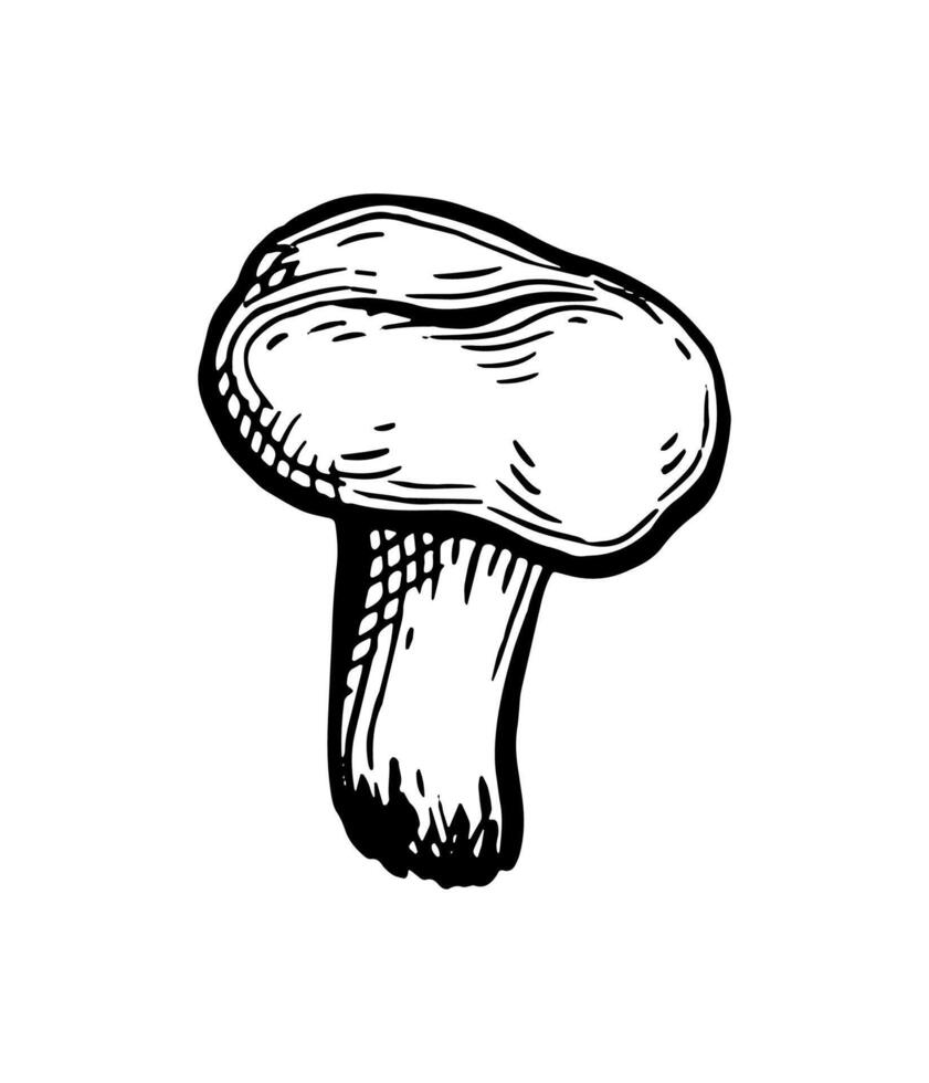 Chanterelle mushroom. Hand drawn ink sketch. Vintage style. vector