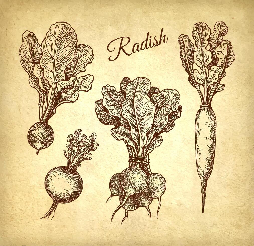 Radish, daikon and turnip. Ink sketch set on old paper background. Hand drawn vector illustration. Vintage style.