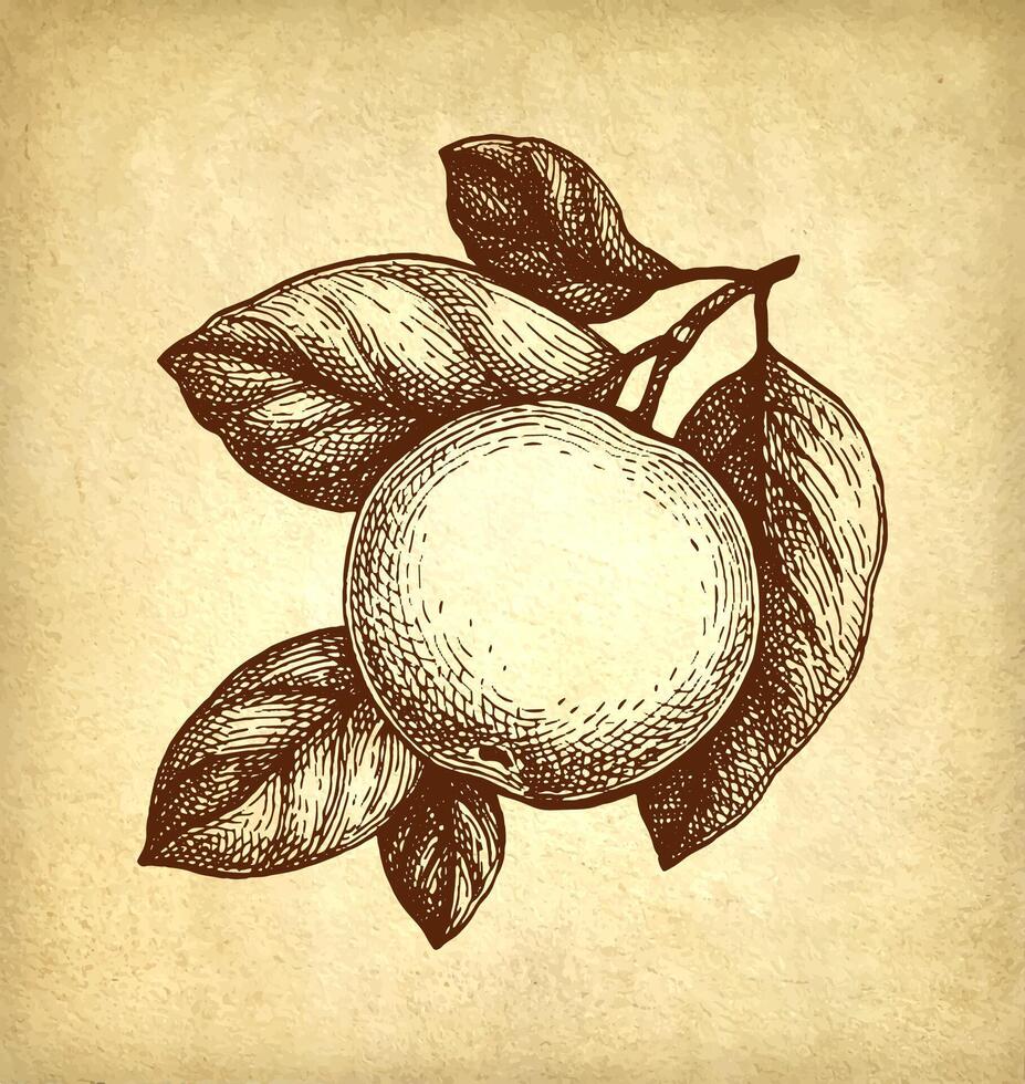 Apple with leaves. Ink sketch on old paper background. Hand drawn vector illustration. Retro style.