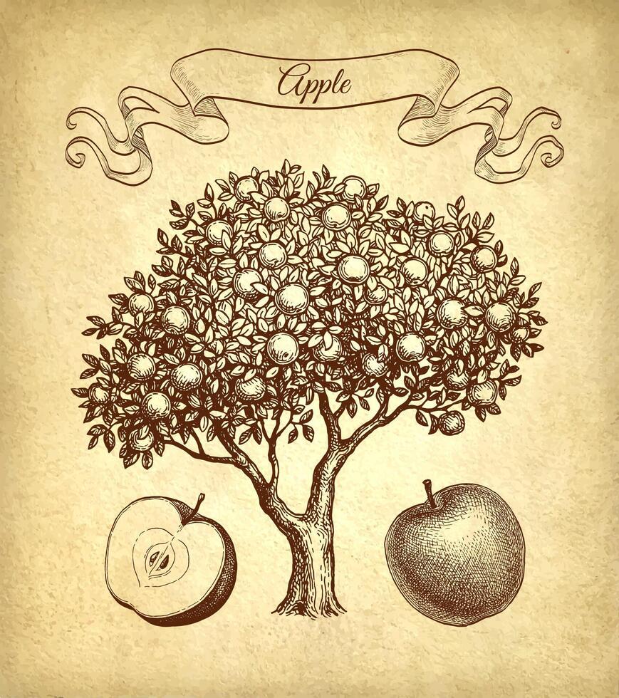 Apple tree and fruits. Ink sketch on old paper background. Hand drawn vector illustration. Retro style.