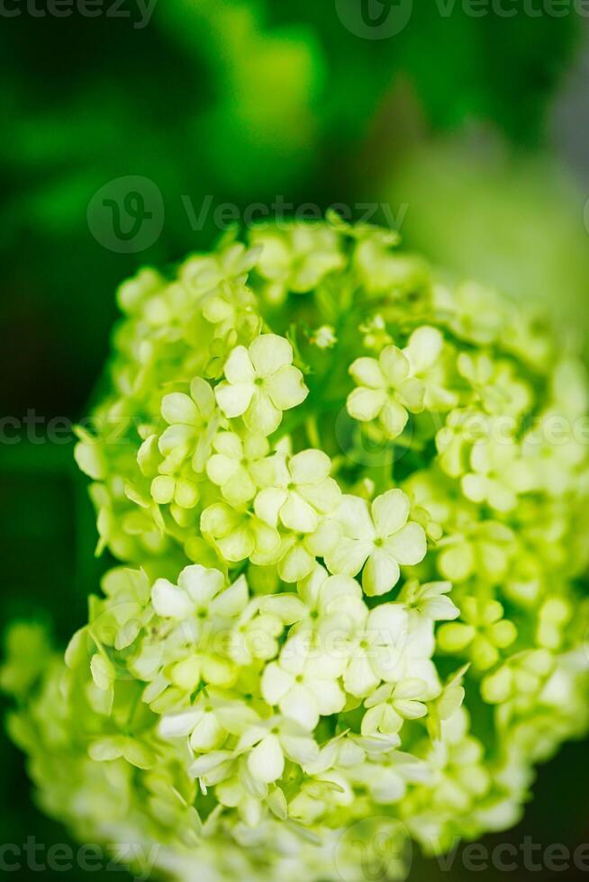 Close-Up of Green Flower With Blurry Background photo