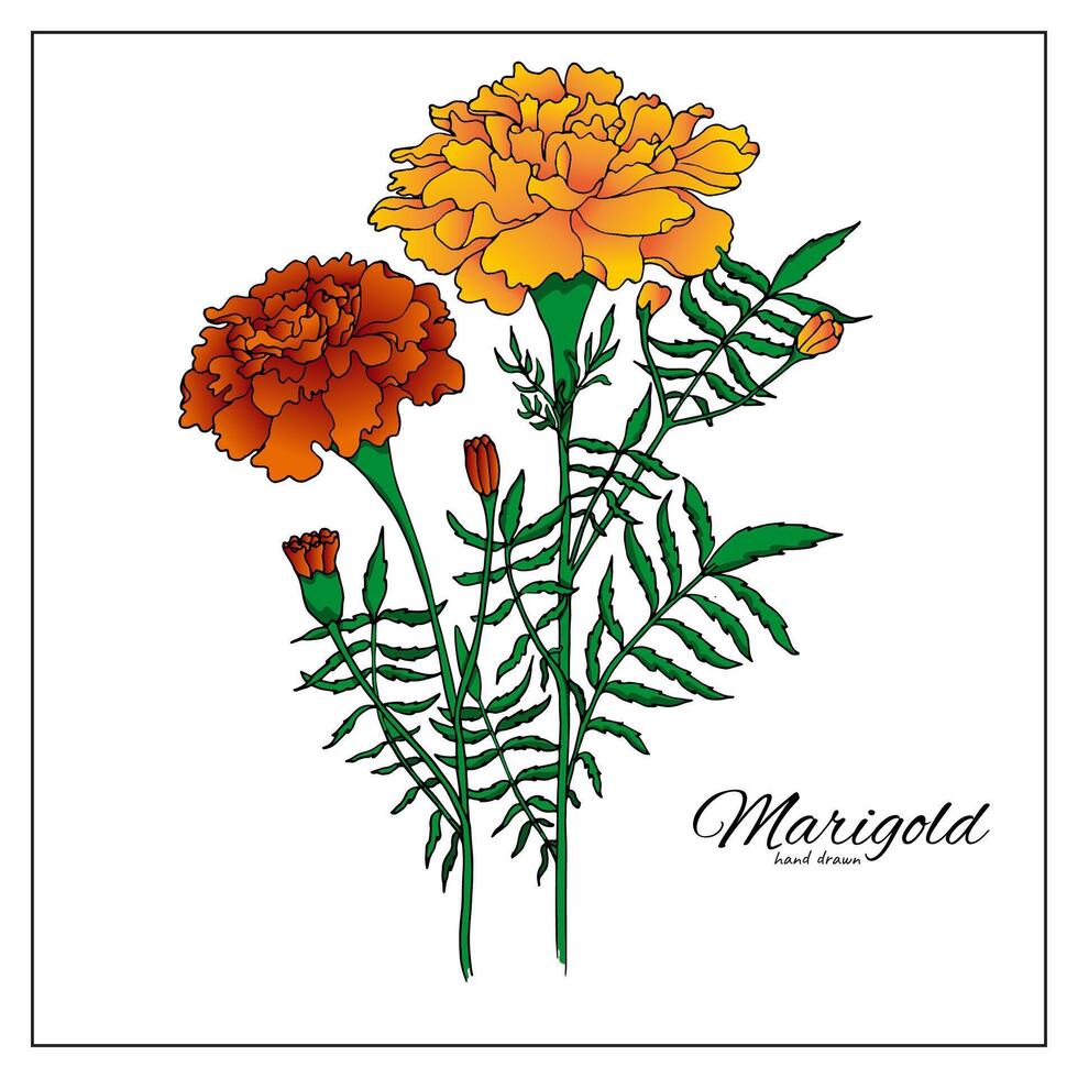 maravilla flores flores, hojas y brotes naranja tagetes o cempasúchil floreciente flores, mexicano dia Delaware los muertos, día de muerto fiesta y indio diwali festival vector floral decoraciones