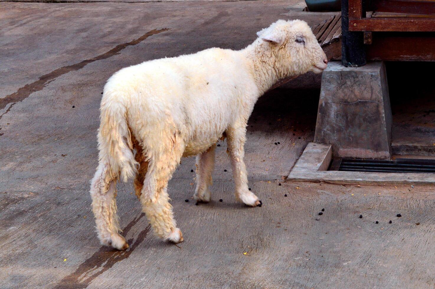 White sheep with a dirty fleece stands on a concrete surface photo