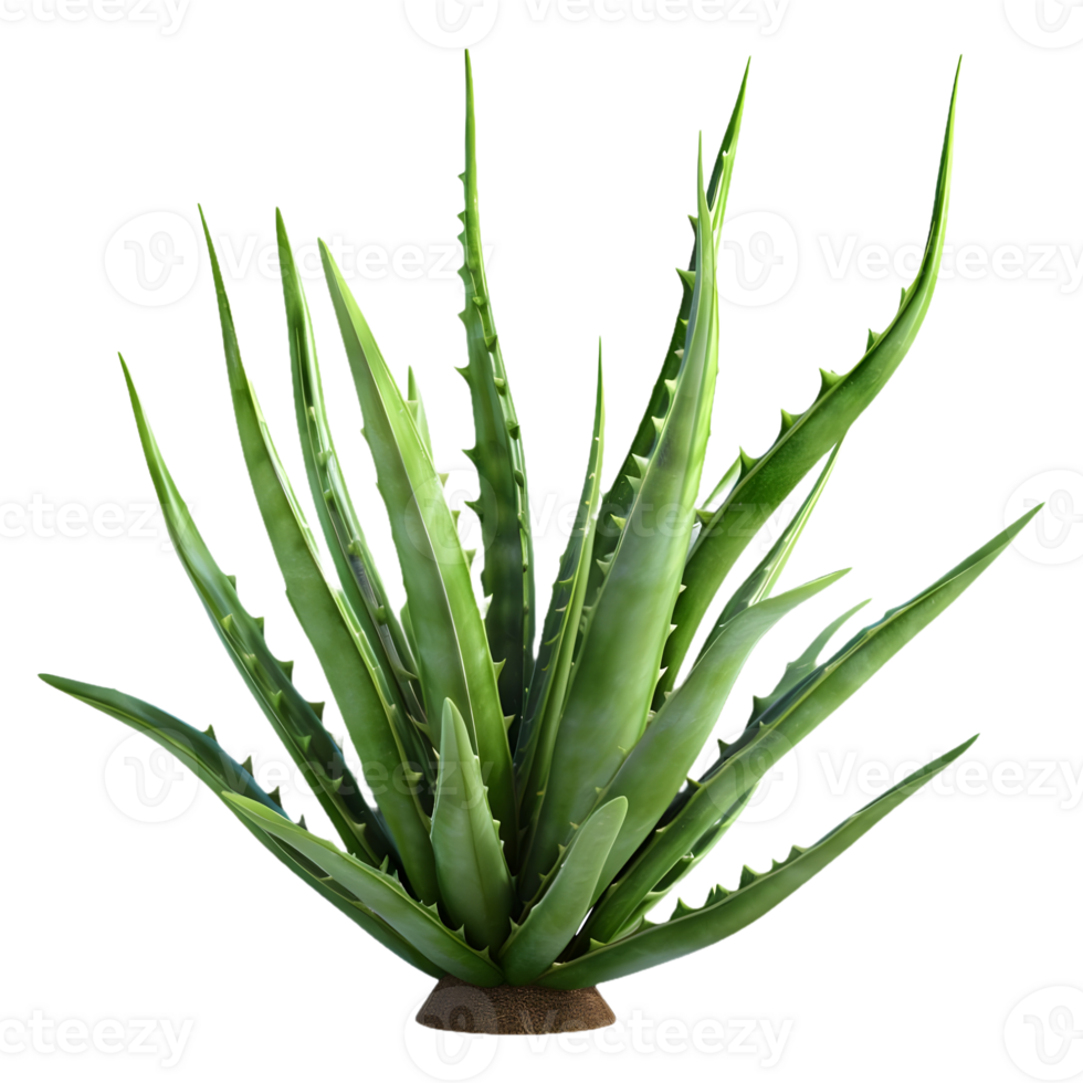 AI generated 3D Rendering of a Aloe Vera Plant on Transparent Background - Ai Generated png