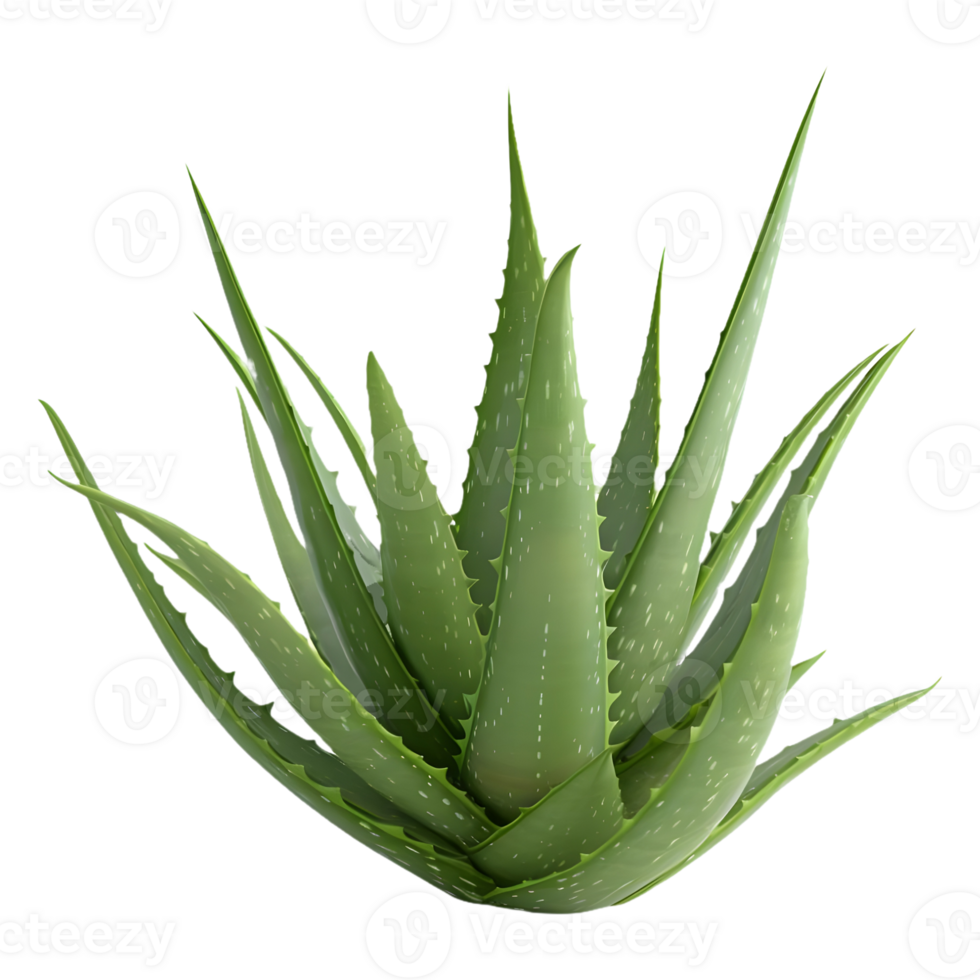 AI generated 3D Rendering of a Aloe Vera Plant on Transparent Background - Ai Generated png