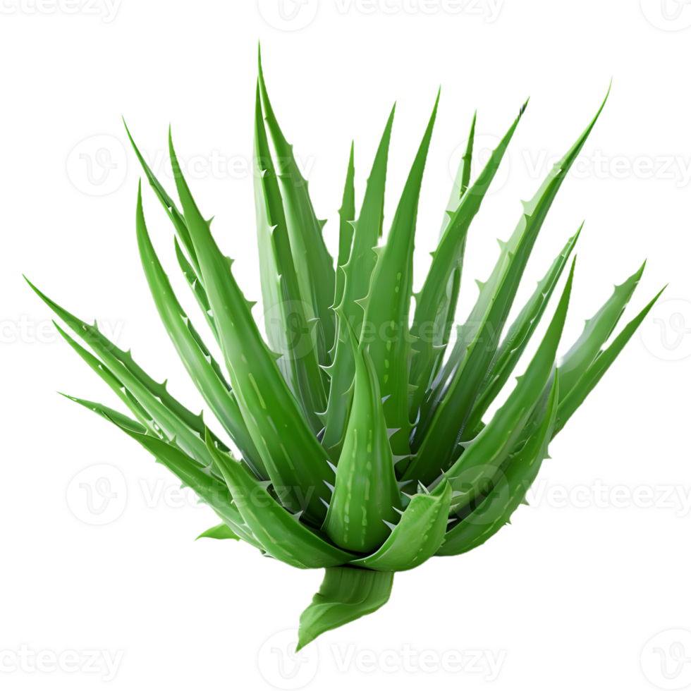 AI generated 3D Rendering of a Aloe Vera Plant on Transparent Background - Ai Generated png