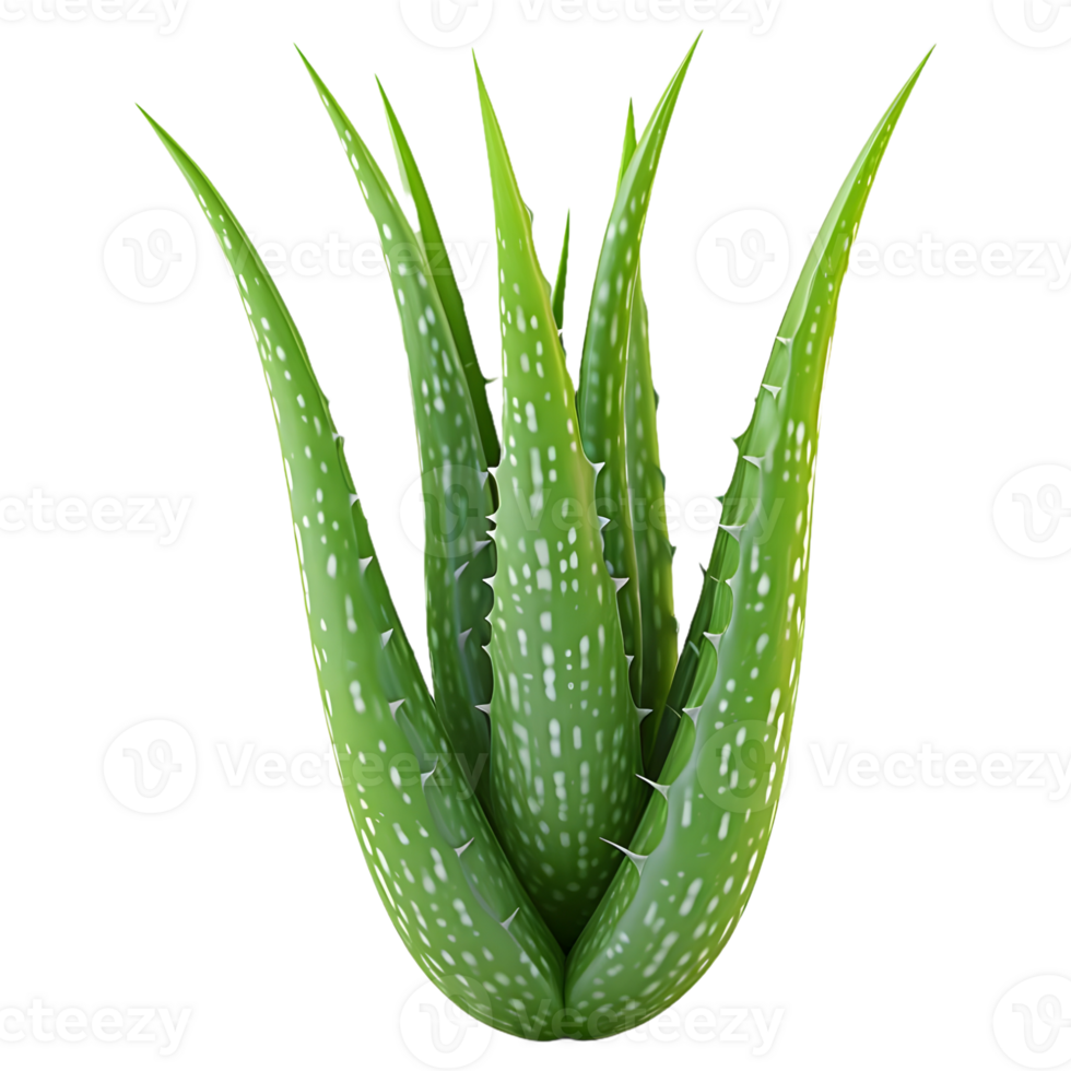 AI generated 3D Rendering of a Aloe Vera Plant on Transparent Background - Ai Generated png