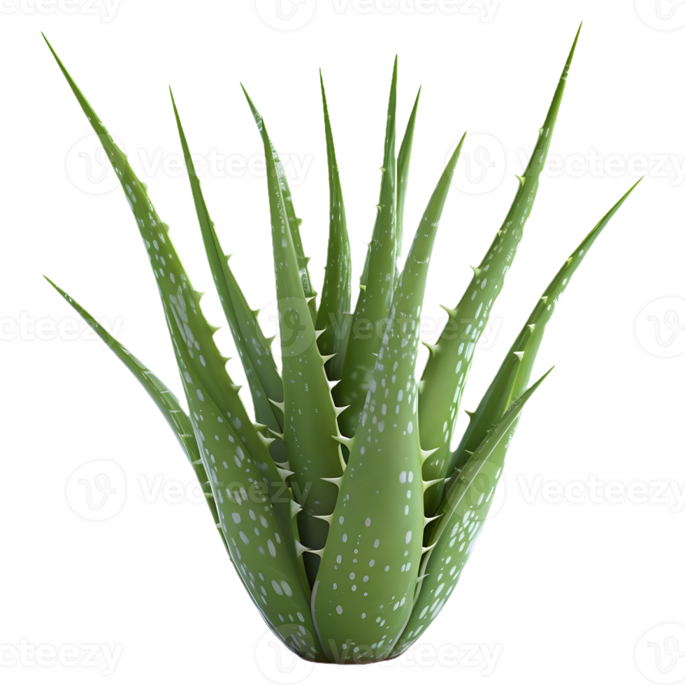 AI generated 3D Rendering of a Aloe Vera Plant on Transparent Background - Ai Generated png