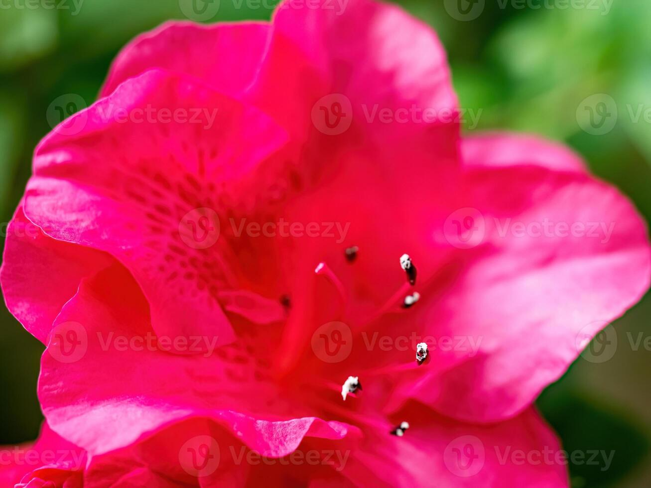 Rhododendron flowers blossoms in spring photo