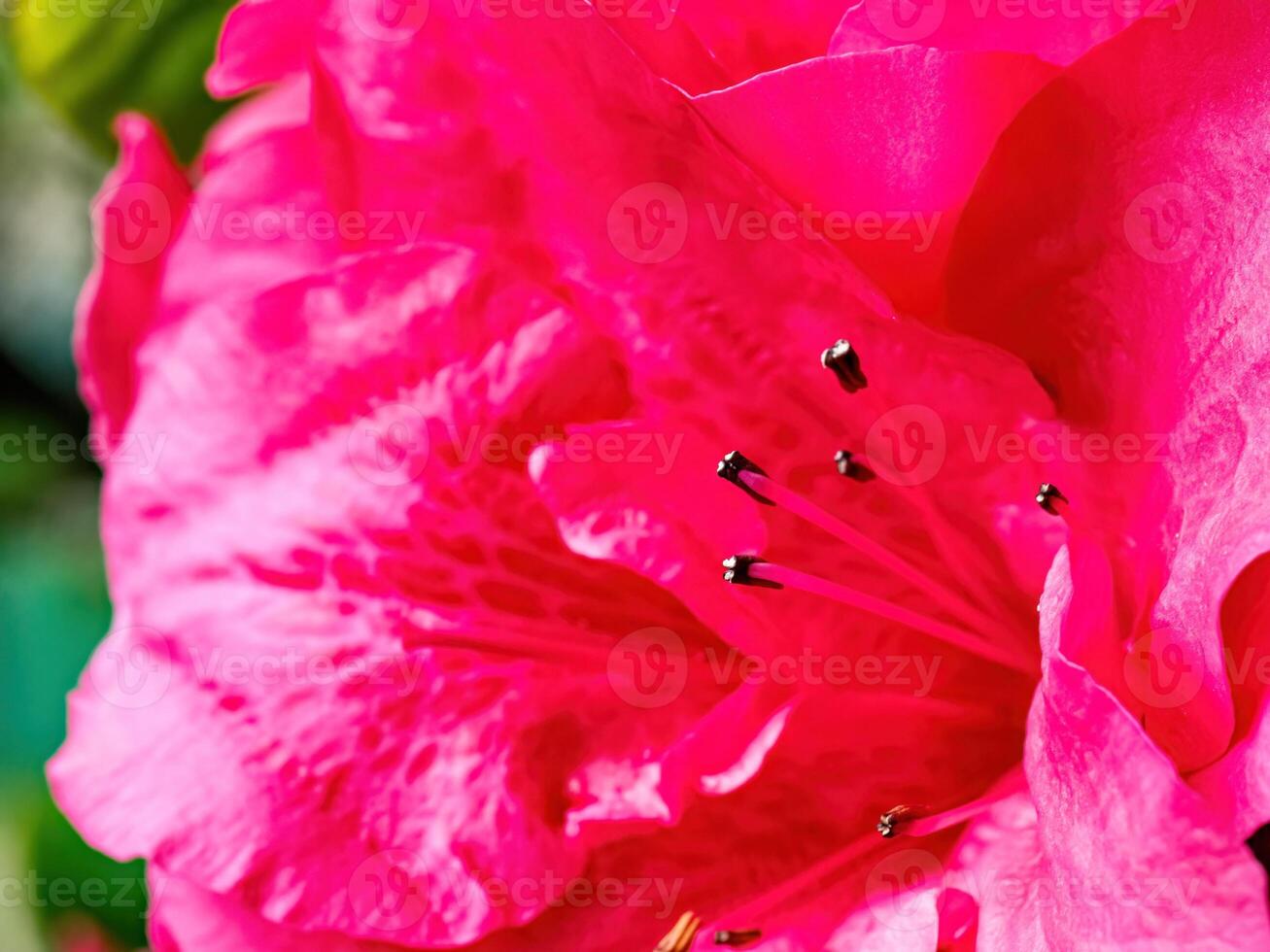 Rhododendron flowers blossoms in spring photo