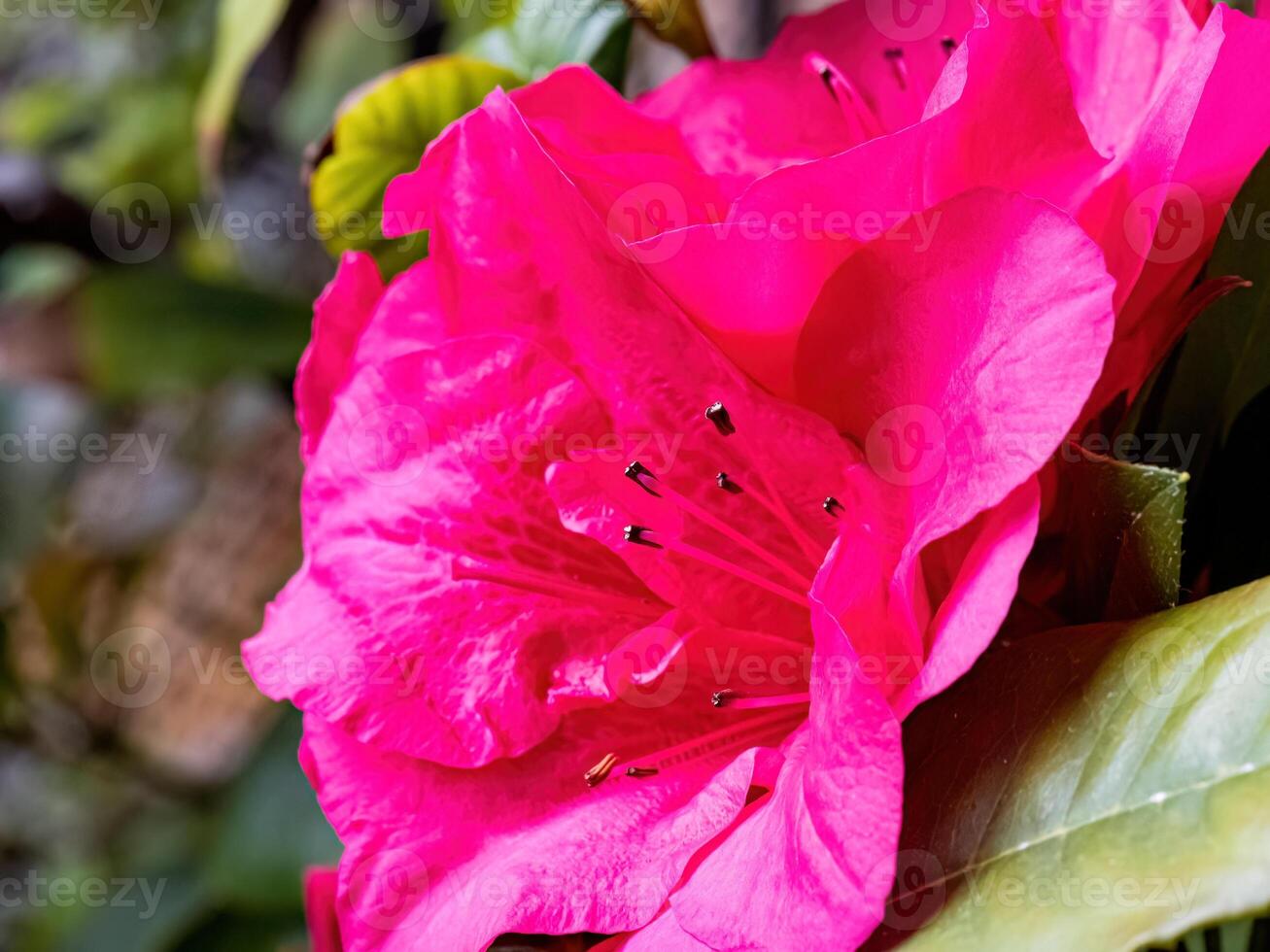Rhododendron flowers blossoms in spring photo