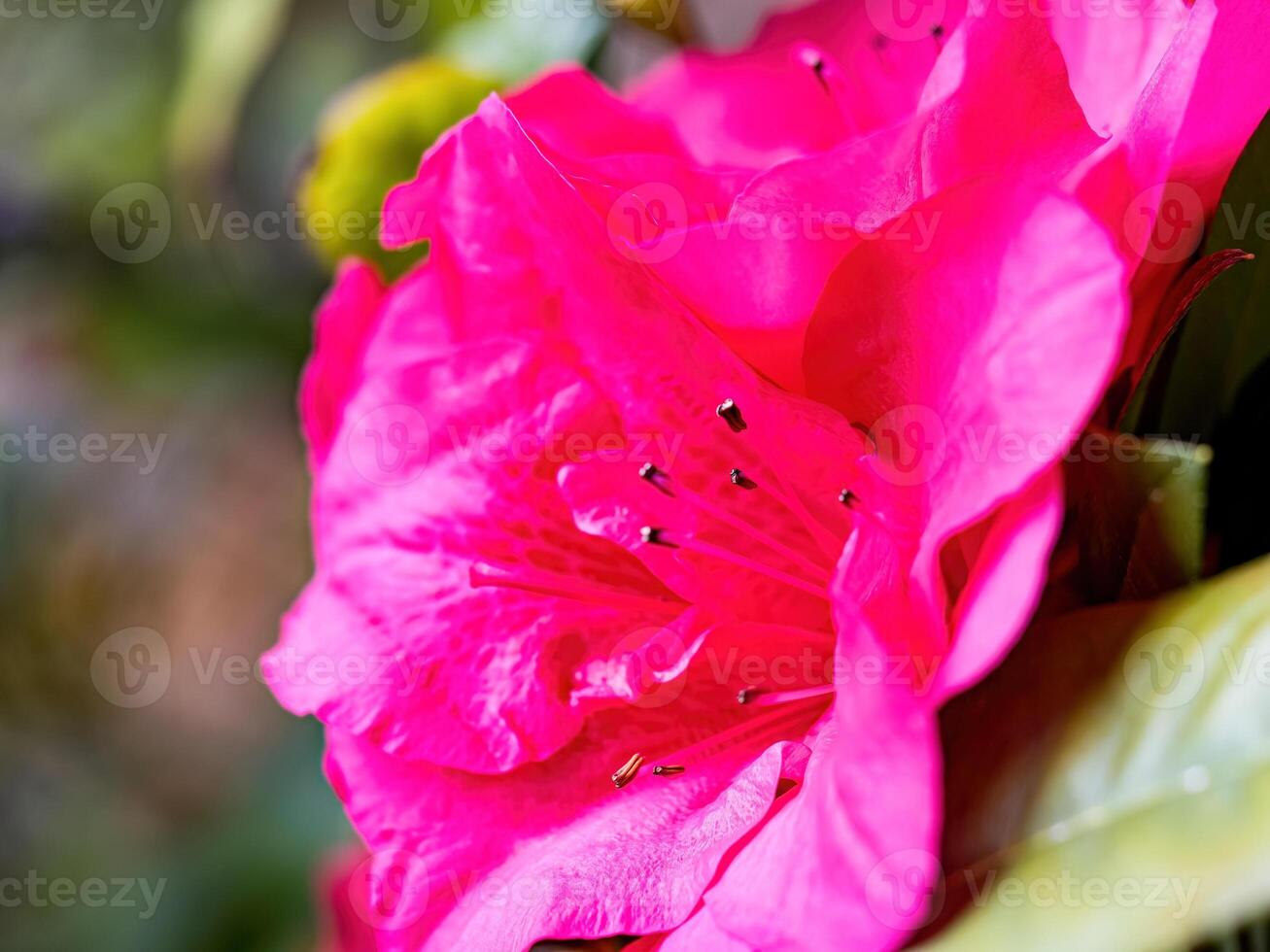 Rhododendron flowers blossoms in spring photo