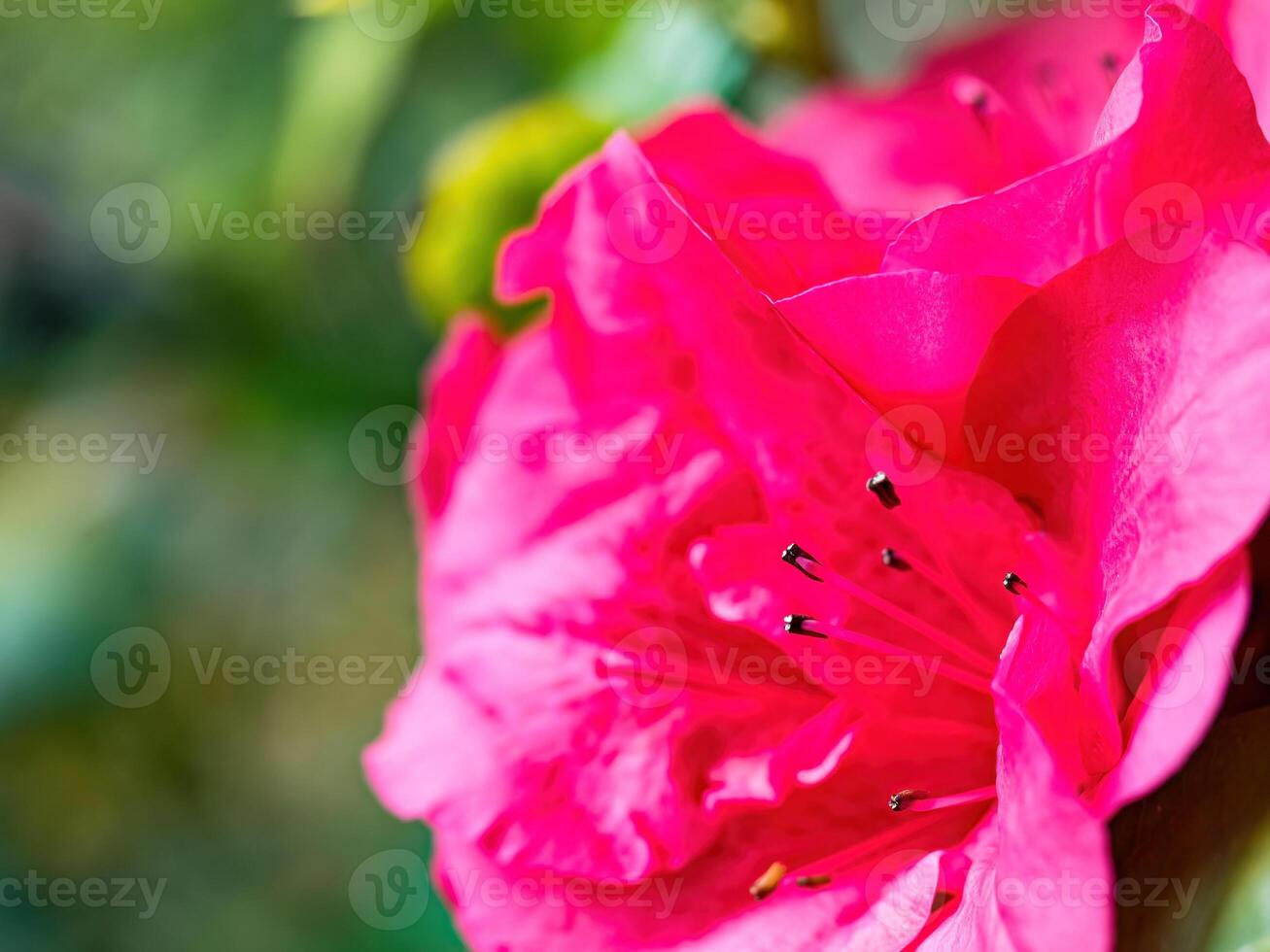 Rhododendron flowers blossoms in spring photo