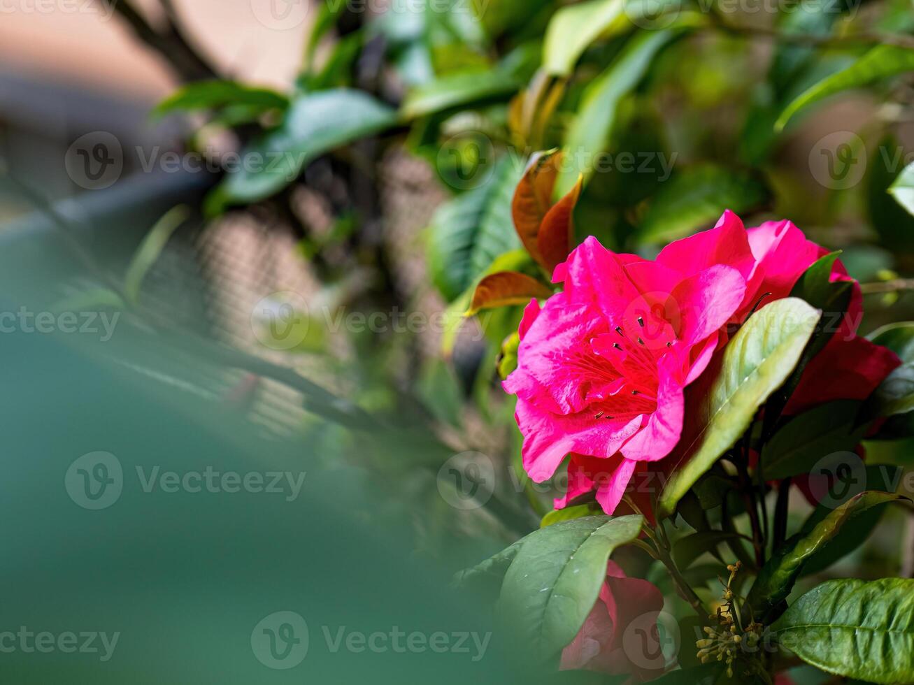 Rhododendron flowers blossoms in spring photo