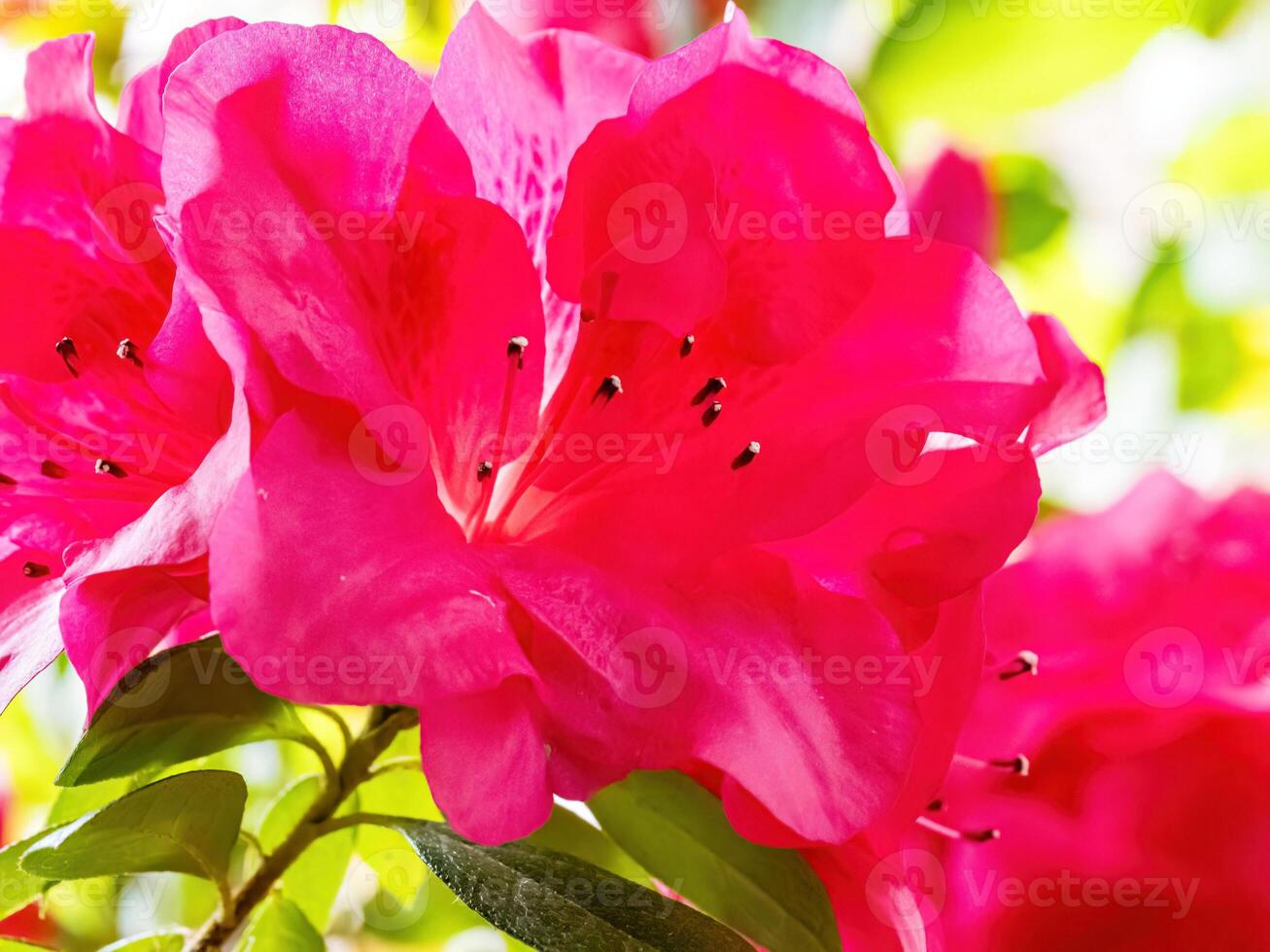 Rhododendron flowers blossoms in spring photo