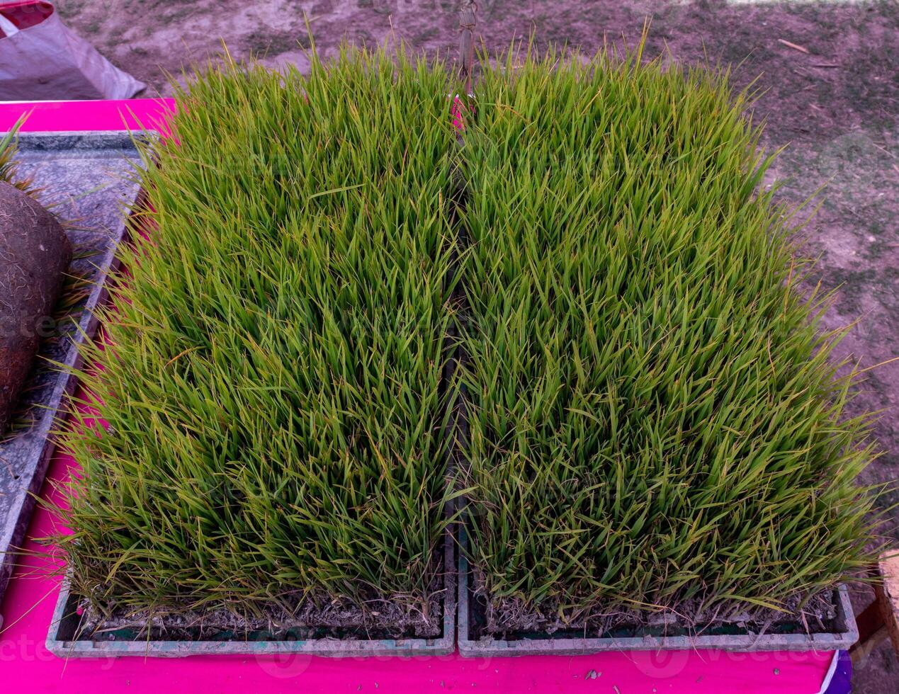 Rice seedling bed photo
