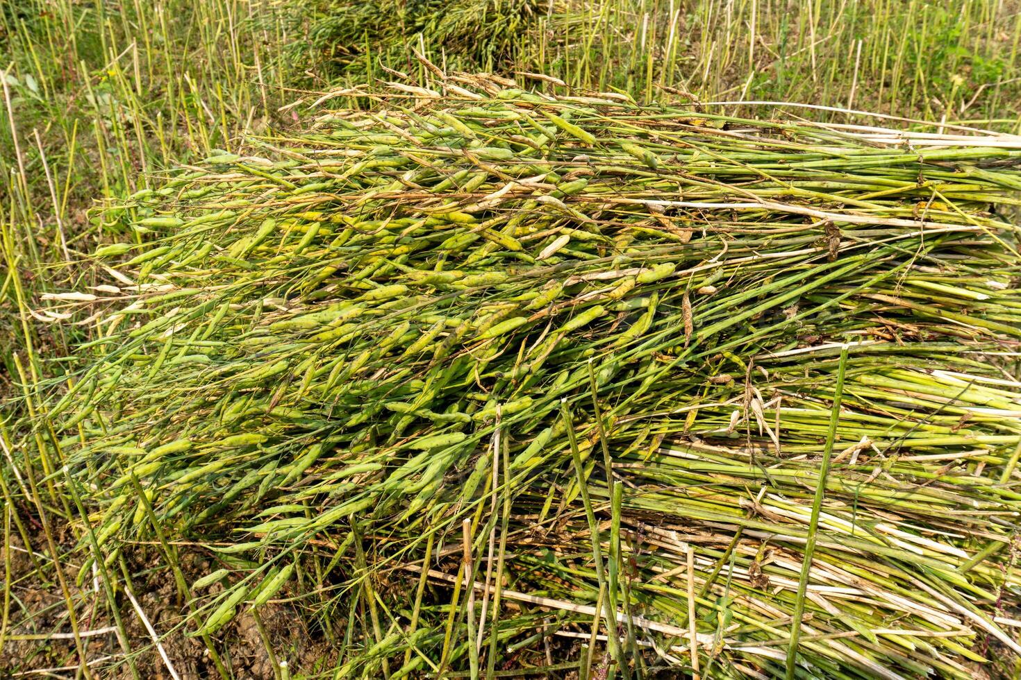 Mustard is kept in the field after harvesting photo