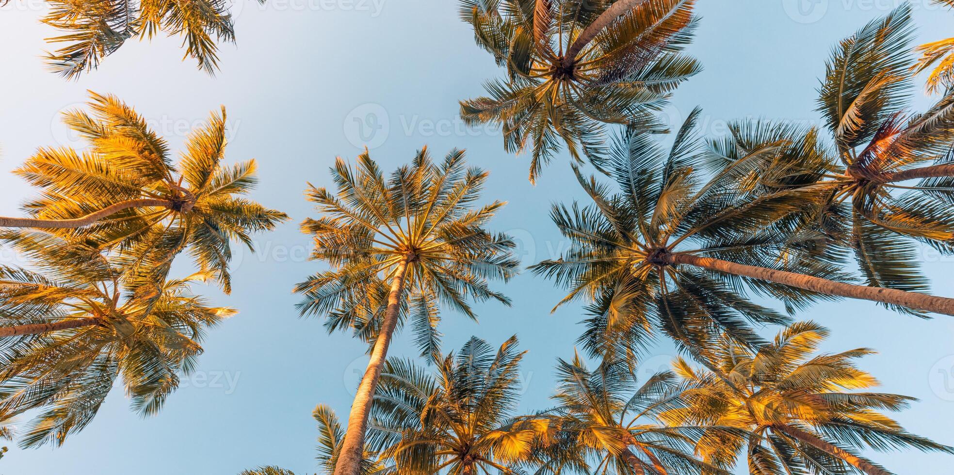 Summer vacation banner. Romantic vibes of tropical palm tree sunlight on sky background. Outdoor sunset exotic foliage closeup nature landscape. Coconut palm trees shining sun over bright sky panorama photo